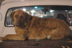 dsc_0056dog.jpg