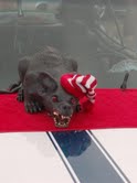 5767_hville_christmas_prade_12052010.jpg